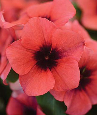 VibeX Vinca Seed(50 per packet)