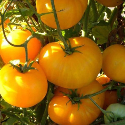 VibeX Tomato Seed(5 per packet)