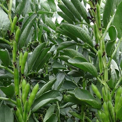 VibeX Fava Beans Selection Bakla - Vegetable Seeds Seed(5 per packet)