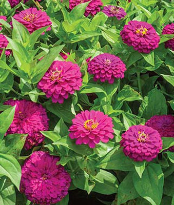 VibeX Zinnia Seed(50 per packet)