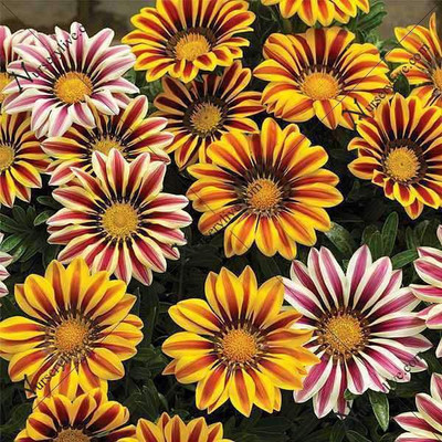VibeX Gazania Seed(50 per packet)