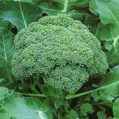 VibeX Broccoli Seed(1 per packet)
