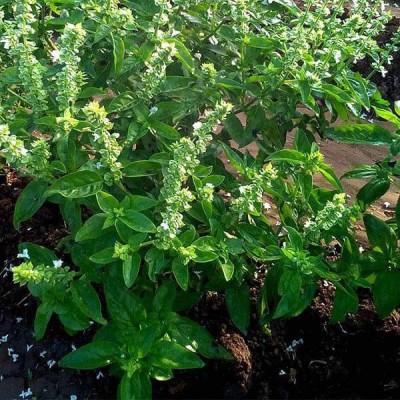 VibeX Sweet Basil Bon Seed(300 per packet)