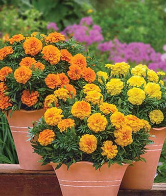 VibeX Marigold Seed(100 per packet)