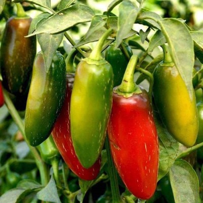 VibeX Pepper Jalapeno Seed(300 per packet)