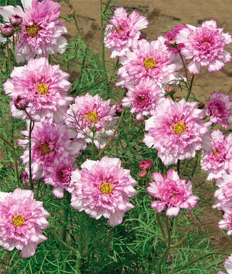 VibeX Cosmos Seed(50 per packet)
