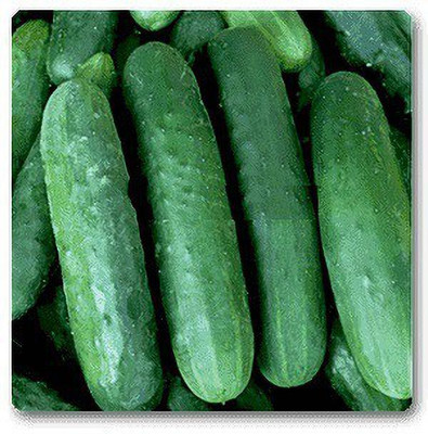VibeX Cucumber Poinsett Seed(100 per packet)