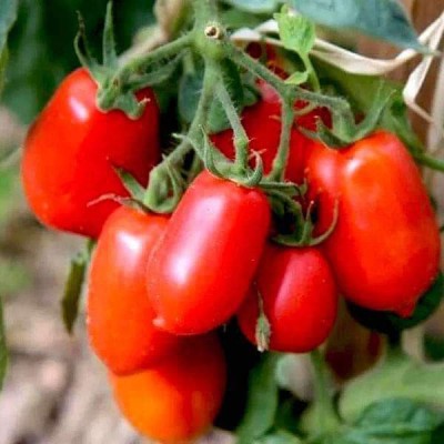 Biosnyg Tomato Roma - Organic Vegetable Seeds-[1gm Seeds] Seed(1 g)
