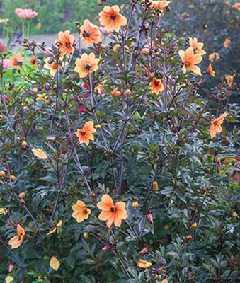 VibeX Dahlia Seed(50 per packet)