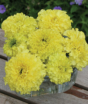 VibeX Marigold Seed(100 per packet)
