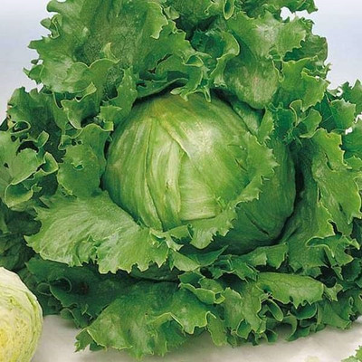 VibeX Lettuce Seed(100 per packet)