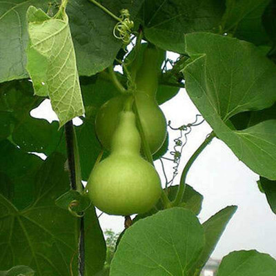 VibeX Bottle Gourd F1 Type Latu - Vegetable Seeds Seed(5 per packet)