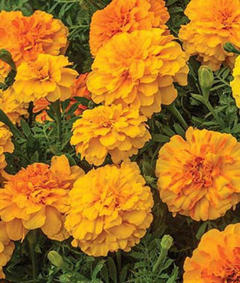 VibeX Marigold Seed(100 per packet)
