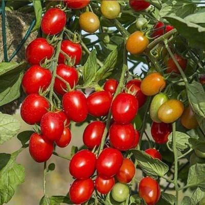 Biosnyg Tomato F1 Hybrid Suhyana - Vegetable Seeds-[100 Seeds] Seed(100 per packet)