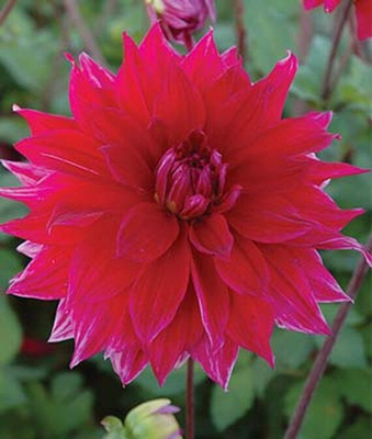VibeX Dahlia Seed(50 per packet)