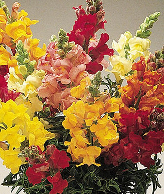 VibeX Snapdragon Seed(50 per packet)