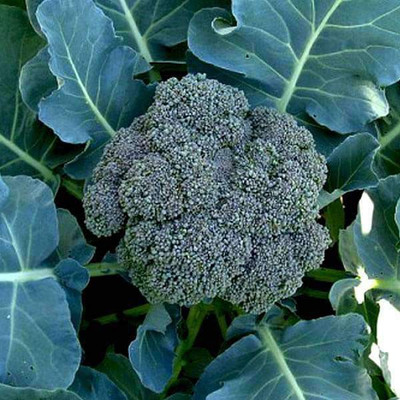 VibeX Broccoli Seed(100 per packet)