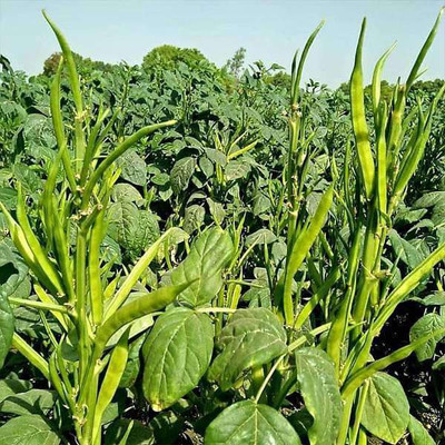 VibeX Guar Phali Seed(5 per packet)