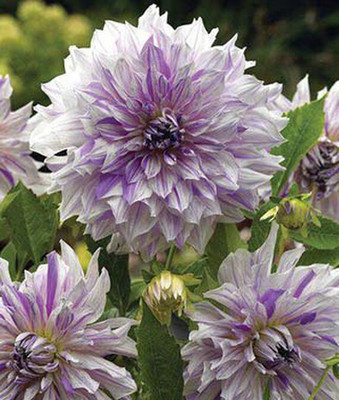 VibeX Dahlia Seed(50 per packet)