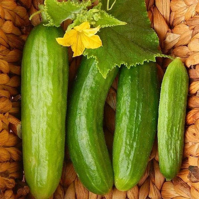 VibeX Cucumber Beit Alpha Seed(300 per packet)
