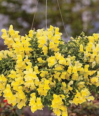 VibeX Snapdragon Seed(50 per packet)