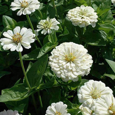 VibeX Zinnia Seed(50 per packet)