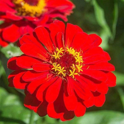 Biosnyg Zinnia F1 Elegans Red - Flower Seeds-[50 Seeds] Seed(50 per packet)