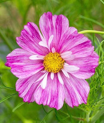 VibeX Cosmos Seed(50 per packet)