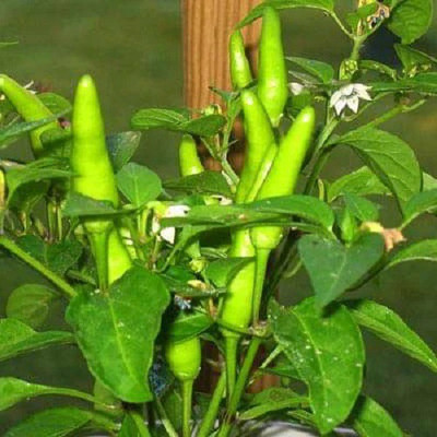 VibeX Chilli Seed(1 per packet)