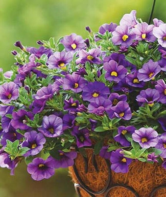 VibeX Calibrachoa Seed(50 per packet)