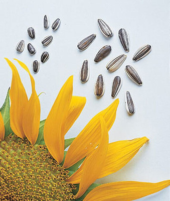VibeX Sunflower Seed(50 per packet)
