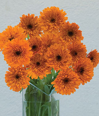 VibeX Calendula Seed(50 per packet)