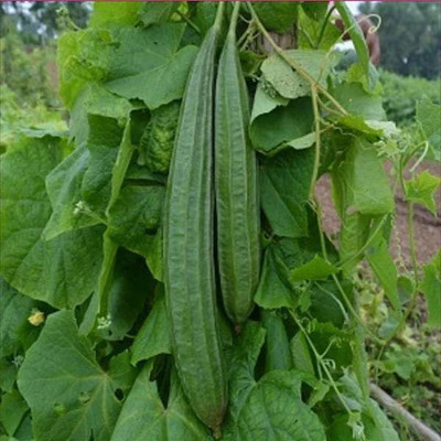 VibeX Ridge Gourd Seed(5 per packet)