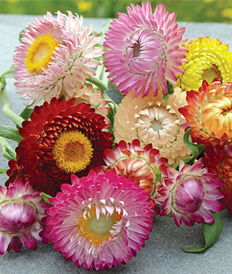 VibeX Strawflower Seed(50 per packet)