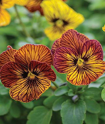 VibeX Viola Seed(50 per packet)