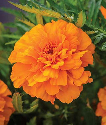 VibeX Marigold Seed(100 per packet)