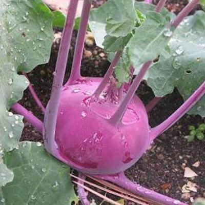 Biosnyg Knol Khol Red - Desi Vegetable Seeds-[5gm Seeds] Seed(5 g)
