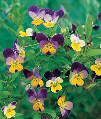 VibeX Viola Seed(50 per packet)