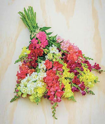 VibeX Snapdragon Seed(50 per packet)