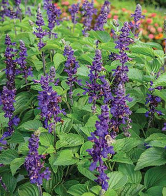 VibeX Salvia Seed(50 per packet)