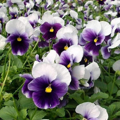 VibeX Pansy F1 Beconsfield - Flower Seeds Seed(50 per packet)