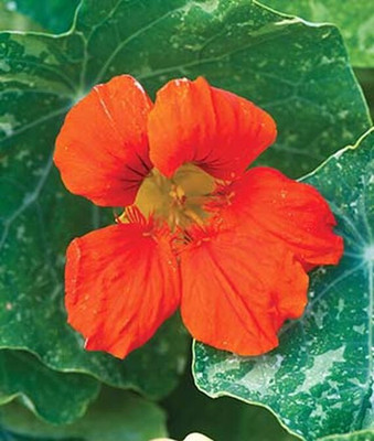 VibeX Nasturtium Seed(50 per packet)