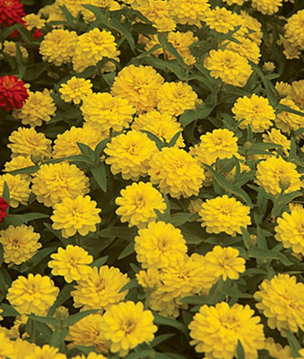 VibeX Zinnia Seed(50 per packet)