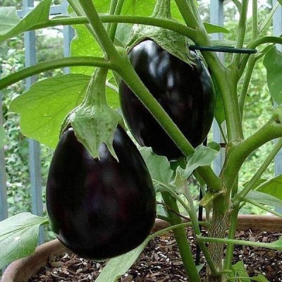 Biosnyg Brinjal F1 Dipansh Black Round - Vegetable Seeds-[1gm Seeds] Seed(1 g)
