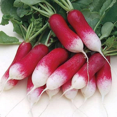 VibeX Radish Seed(100 per packet)