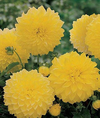 VibeX Dahlia Seed(50 per packet)