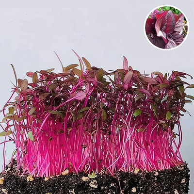 VibeX Amaranthus, Choulai Red Leaf - Microgreen Seeds Seed(1 per packet)