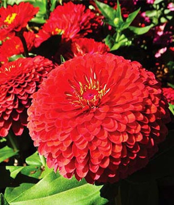 VibeX Zinnia Seed(50 per packet)