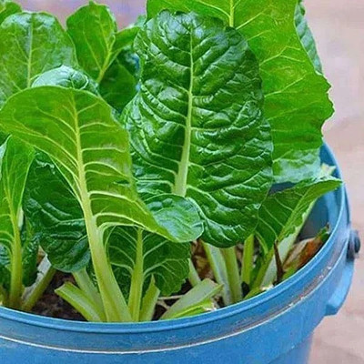 VibeX Spinach Seed(300 per packet)