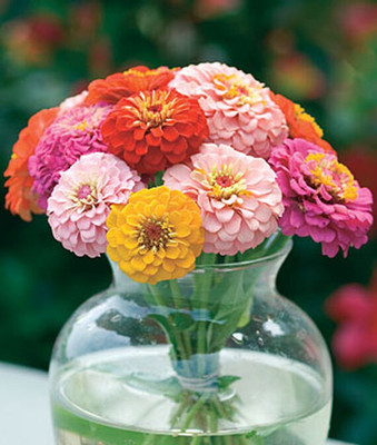 VibeX Zinnia Seed(50 per packet)